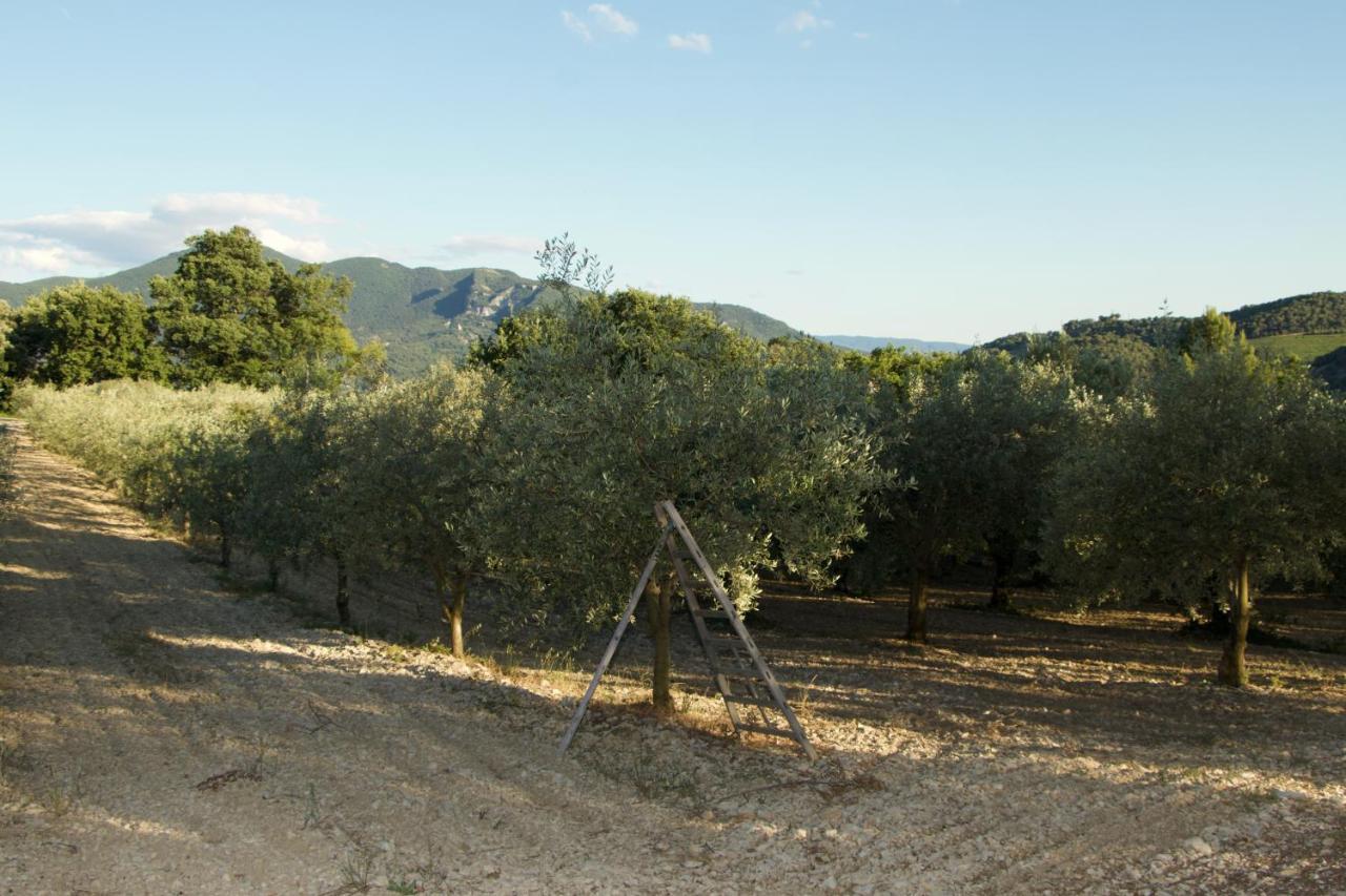 Mas Provencal La Serallere Au Coeur Des Oliviers Venterol  エクステリア 写真